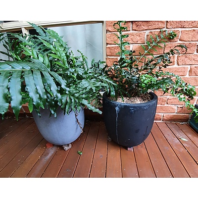 Two Composite Garden Planters with Ferns