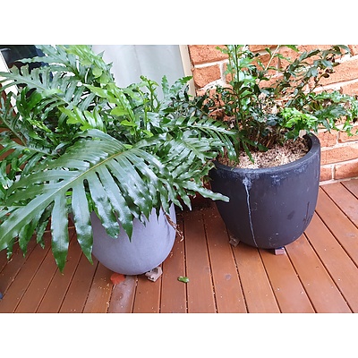 Two Composite Garden Planters with Ferns