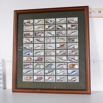 Double Sided Framed Set of 50 W.D & H.O. Wills Fish and Bait Themed Cigarette cards