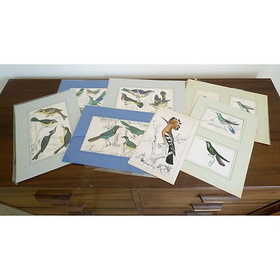Collection Antiquarian Ornithological Hand Coloured Bookplates Including A. Fullerton , Lisars and More