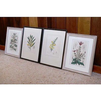 Four Framed Antiquarian Botanical Hand Coloured Bookplates
