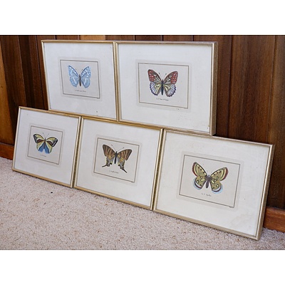 Five Antiquarian Hand Coloured Engravings of Butterflies