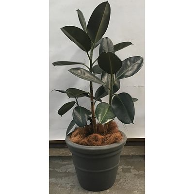 Rubber Tree Indoor Plants With Grey Plastic Planter