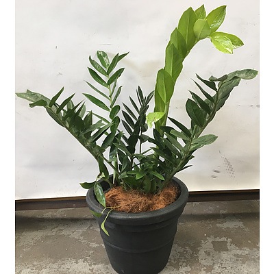 Zanzibar Gem (Zamioculus Zalmiofolia) Indoor Plant With Round Plastic Planter