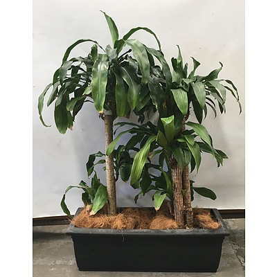 Striped Happy Plant (Dracenea Fragrants Massangeana) Indoor Plant With Plastic Planter