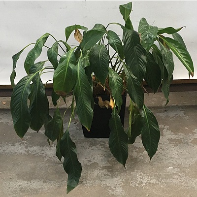 Peace Lily (Spathiphyllum Sensation): Indoor Plant With Small Square Fiberglass Planter