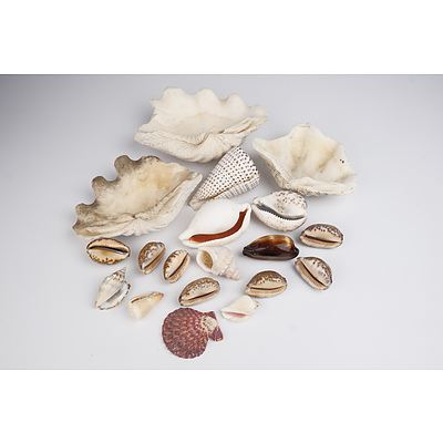 Collection of Vintage Shells including Three Half Clam Shells
