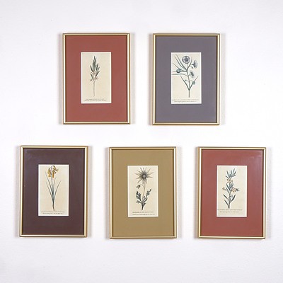 Five Framed Antiquarian Hand Coloured Engravings of NSW Flowers