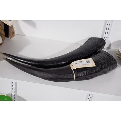 Large Pair of Unmounted Buffalo Horns (2)