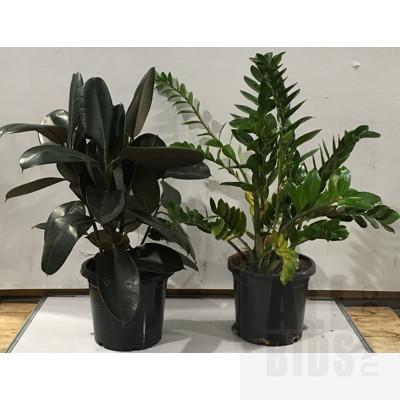 Zanzibar Gem - Zamioculus Zalmiofolia And Burgundy Rubber Tree - Ficus Elastica Indoor Plants In Black Plastic Pots,  Lot Of Two