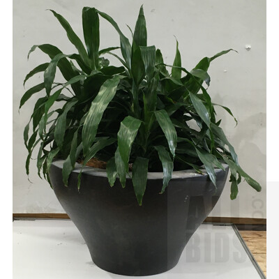 Janet Craig - Dracaena Deremensis  Indoor Plants In Large Round Tapered Plastic Planter