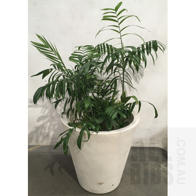 Bamboo Palm - Chamaedorea Seifrizii - Indoor Plants In Large Conical Tapered Plastic Planter