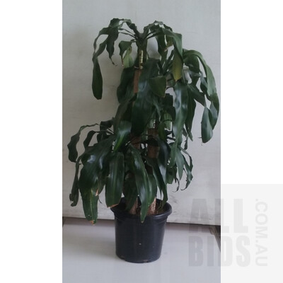 Striped Happy Plant (Dracenea Fragrants Massangeana) Indoor Plant In Black Plastic Pot