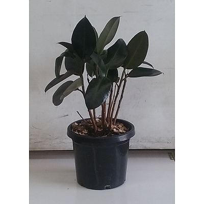 Rubber Tree Indoor Plant In Black Plastic Pot