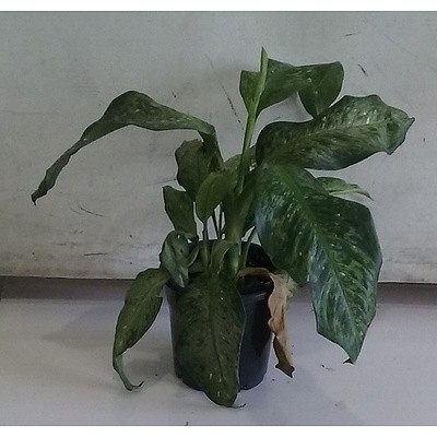 Philodendron Gigantea Variegated Indoor Plant In Black Plastic Pot