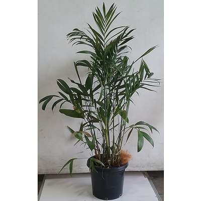 Bamboo Palm Indoor Plant In Black Plastic Pot