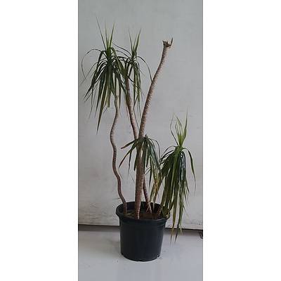 Madagascan Dragon Palm - Dracaena Marginata, Indoor Plant In Black Plastic Pot