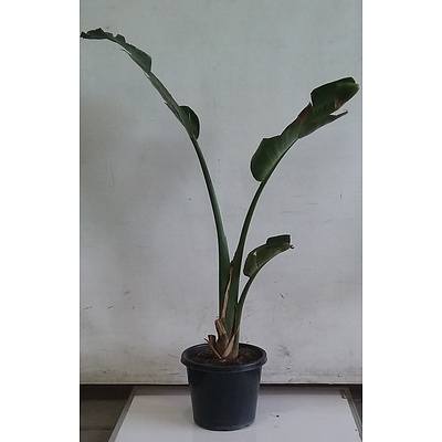Banana Palm, Indoor Plant In Black Plastic Pot