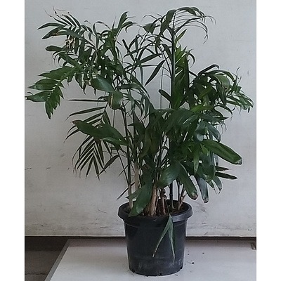 Bamboo Palm Indoor Plant In Black Plastic Pot