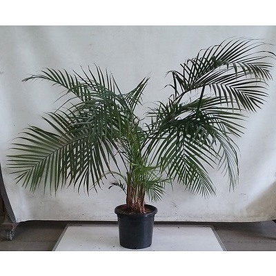 Kentia Palm - Howea Forsteriana, Indoor Plant In Black Plastic Pot