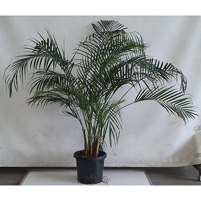 Kentia Palm - Howea Forsteriana, Indoor Plant In Black Plastic Pot