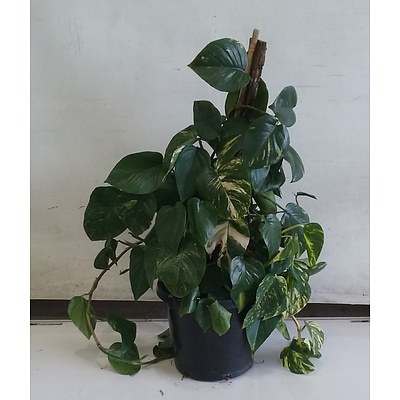 Pothos Totem - Scindapsus Aureus, Indoor Plant In Black Plastic Pot