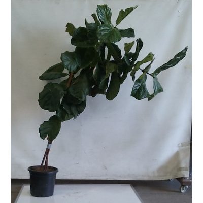 Fiddle Leaf Fig - Ficus Lyrata, Indoor Plant In Black Plastic Pot