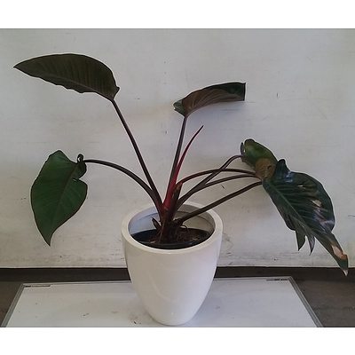 Philodendron Rojo Congo Indoor Plant in 40cm Fibreglass Egg Indoor Planter