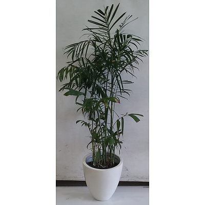 Bamboo Palm in 40cm Fibreglass Egg Indoor Planter