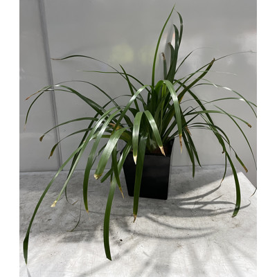 Brazilian Walking Iris - Neomarica Gracilis -  Indoor Plant With Small Square Fibreglass Planter