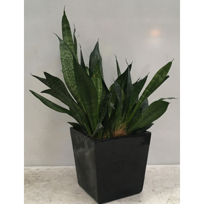 Mother In Law's Tongue Or Snake Plant Indoor Plant With Small Square Fibreglass Planter