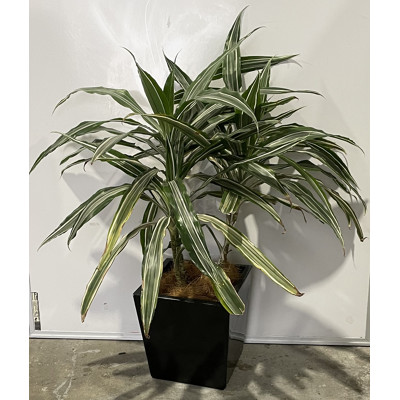 Warneckeii -  Dracaena Deremensis  Indoor Plant With Small Square Fibreglass Planter