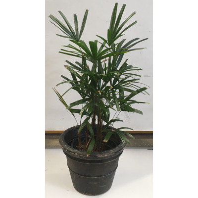 Lady Finger Palm - Raphis Excelsa  Indoor Plant With Round Plastic Cotta Pot