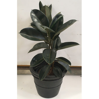 Rubber Tree - Ficus Elastica Indoor Plant With Round Plastic Cotta Pot