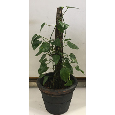 Pothos Totem - Scindapsus Aureus, Indoor Plant With Round Plastic Cotta Pot