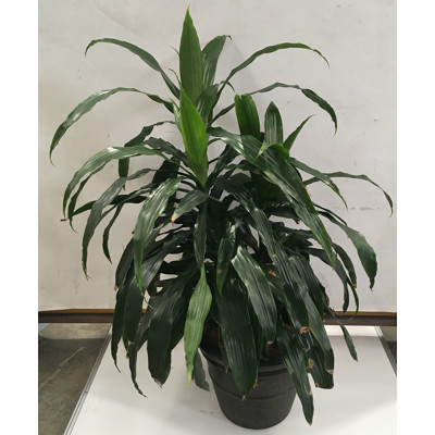 Janet Craig - Dracaena Deremensis, Indoor Plant With Round Plastic Cotta Pot