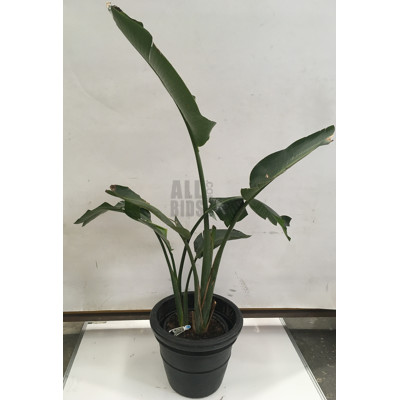 Bird Of Paradise - Strelitzia Nicolai, Indoor Plant With Round Plastic Cotta Pot