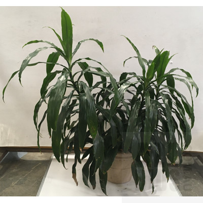 Janet Craig - Dracaena Deremensis, Indoor Plant With Round Plastic Cotta Pot