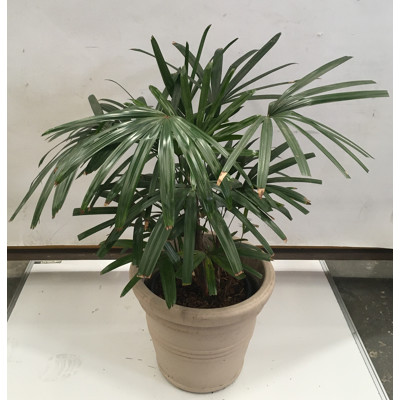 Lady Finger Palm - Raphis Excelsa, Indoor Plant With Round Plastic Cotta Pot