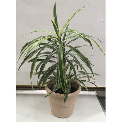 Warneckeii - Dracaena Deremensis, Indoor Plant With Round Plastic Cotta Pot