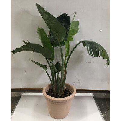 Bird Of Paradise - Strelitzia Nicolai, Indoor Plant With Round Plastic Cotta Pot
