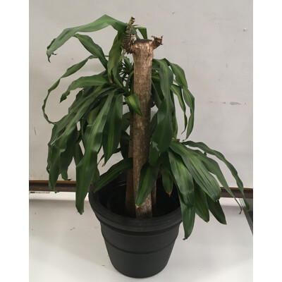 Happy Plant - Massangeana - Dracaena Fragrans, Indoor Plant With Round Plastic Cotta Pot