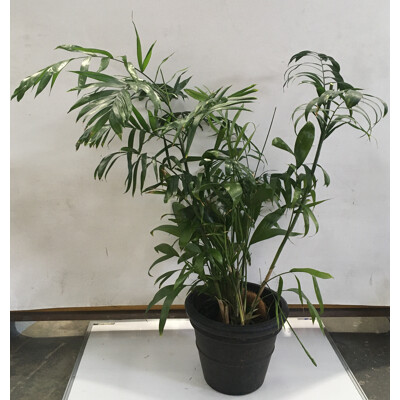 Bamboo Palm - Chamaedorea Seifrizii -  Indoor Plant With Round Plastic Cotta Pot