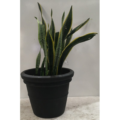 Mother In Law's Tongue - Snake Plant, Indoor Plant With Round Plastic Cotta Pot