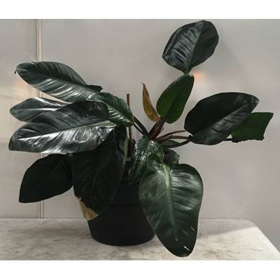 Philodendron Rojo Congo, Indoor Plant With Round Plastic Cotta Pot