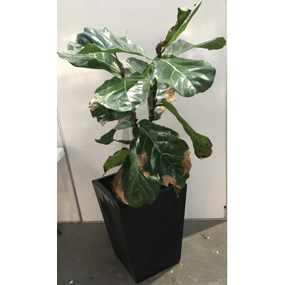 Fiddle Leaf Fig - Ficus Lyrata, Indoor Plant In Black Tapered Fibreglass Planter