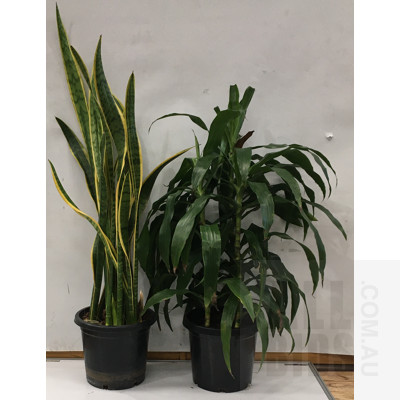 Janet Craig - Dracaena Deremensis And Mother In Law's Tongue - Snake Plant Indoor Plants In Black Plastic Pots,  Lot Of Two