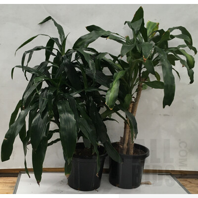 Janet Craig - Dracaena Deremensis And Happy Plant - Massangeana - Dracaena Fragrans Indoor Plants In Black Plastic Pots,  Lot Of Two