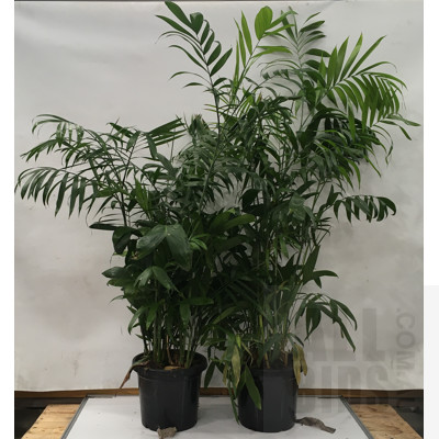 Bamboo Palm - Chamaedorea Seifrizii Indoor Plants In Black Plastic Pots,  Lot Of Two