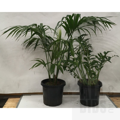 Zanzibar Gem - Zamioculus Zalmiofolia And Kentia Palm - Howea Forsteriana Indoor Plants In Black Plastic Pots,  Lot Of Two